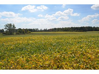 Property photo 11 - LAND AUCTION - 99+/- Acres offered in 4 Tracts or Combinations in Allen County